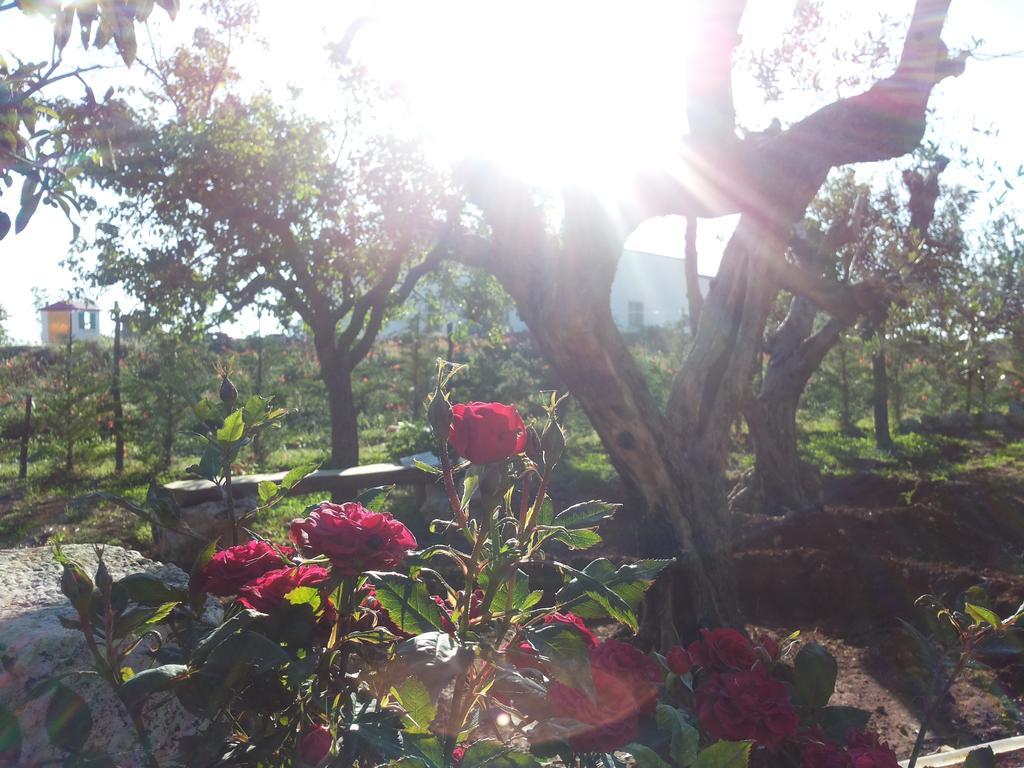 La Casa Del Nonno Bed and Breakfast Alberobello Buitenkant foto