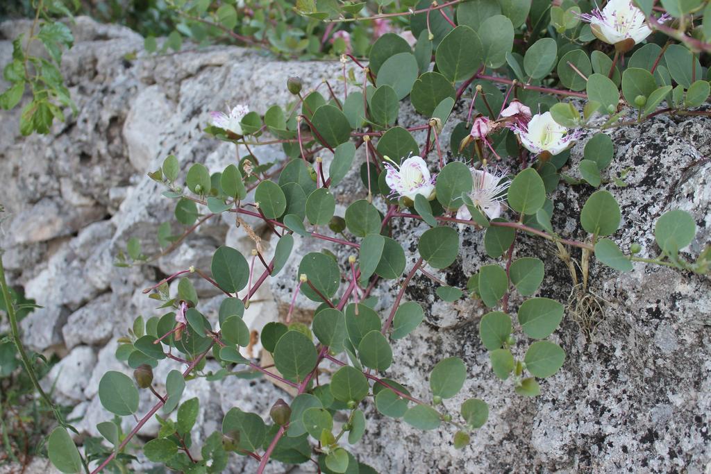 La Casa Del Nonno Bed and Breakfast Alberobello Buitenkant foto